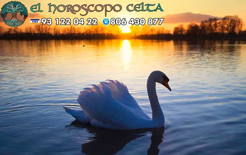 Cisne - tu animal del Horóscopo Celta