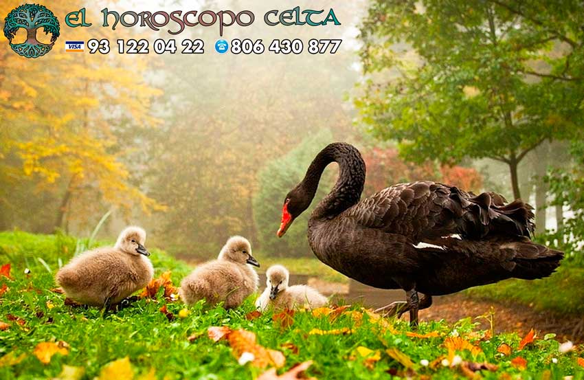 Cisne - tu signo del Horóscopo Celta animal