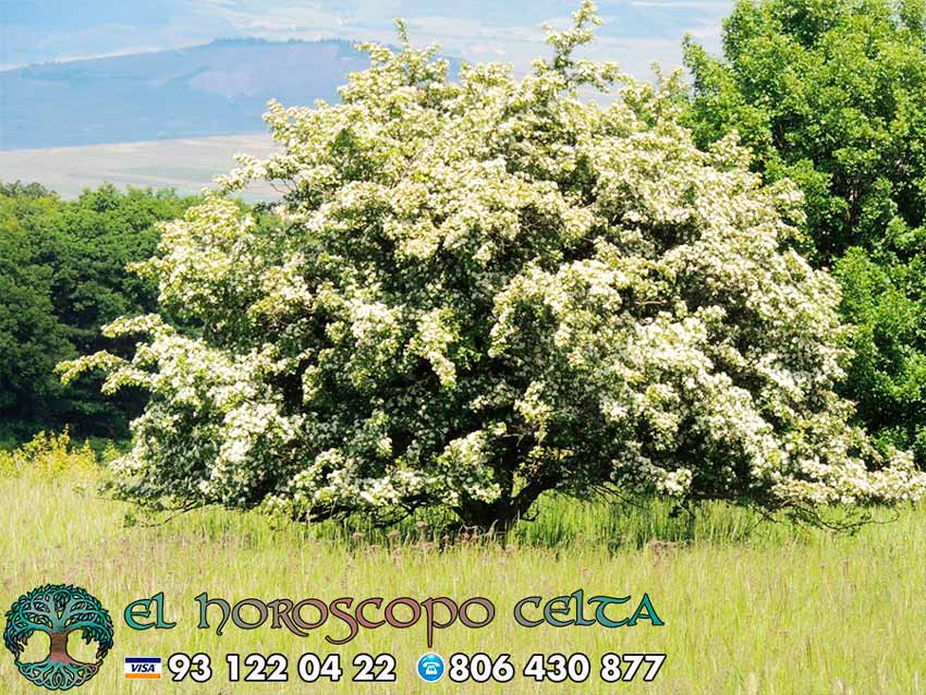 El Espino Blanco - tu árbol celta