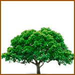 Espino Blanco- Árboles celtas