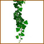 Hiedra- Árboles celtas