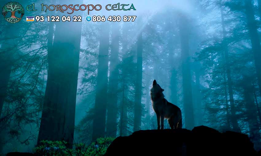 Lobo - tu animal del Horóscopo Celta