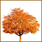 Serbal - Árboles celtas